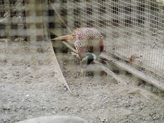 2018-01-27 15-02-23(001).jpg - 20180127_柳營_南元休閒農場7_生態保育鳥園