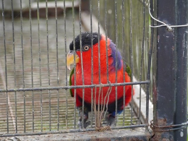 2018-01-27 15-06-37(001).jpg - 20180127_柳營_南元休閒農場7_生態保育鳥園