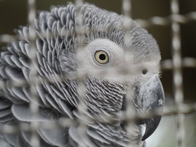 2018-01-27 14-58-39(001).jpg - 20180127_柳營_南元休閒農場7_生態保育鳥園