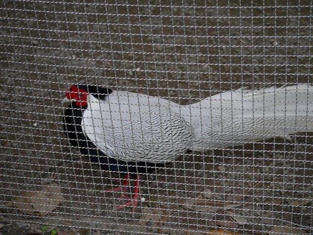 2018-01-27 15-11-48(001).jpg - 20180127_柳營_南元休閒農場7_生態保育鳥園