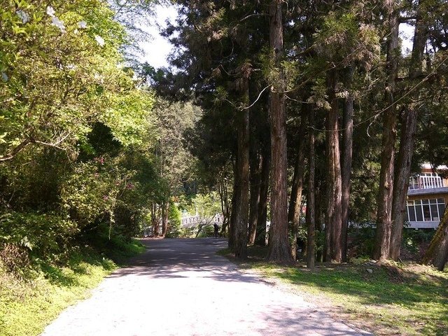 2018-04-14 10-12-56(001).jpg - 20180414_杉林溪_青龍蕨類步道