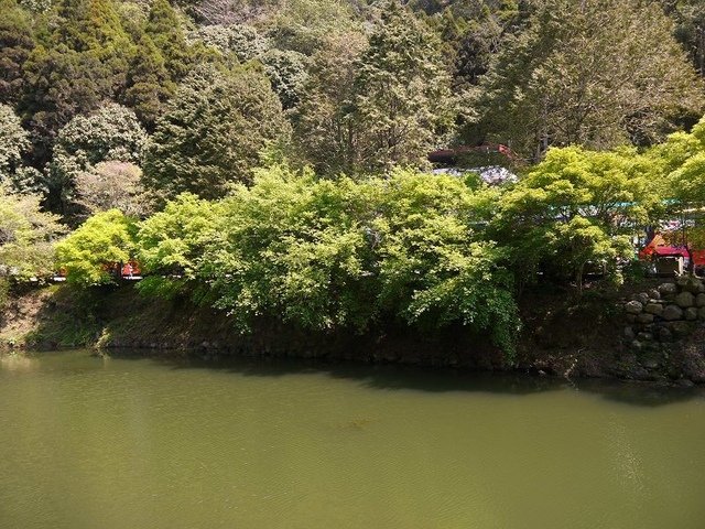 2018-04-14 10-18-31(001).jpg - 20180414_杉林溪_青龍蕨類步道