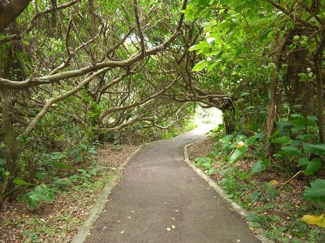 2018-06-23 15-07-11(001).jpg - 20180623_石門_老梅綠石槽