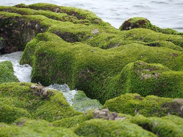 2018-06-23 15-44-24(001).jpg - 20180623_石門_老梅綠石槽