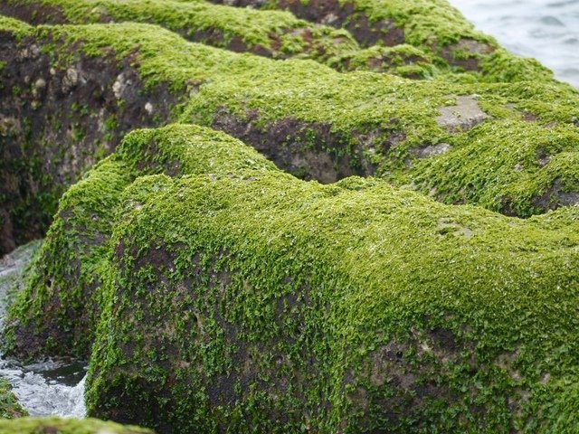 2018-06-23 15-44-38(001).jpg - 20180623_石門_老梅綠石槽