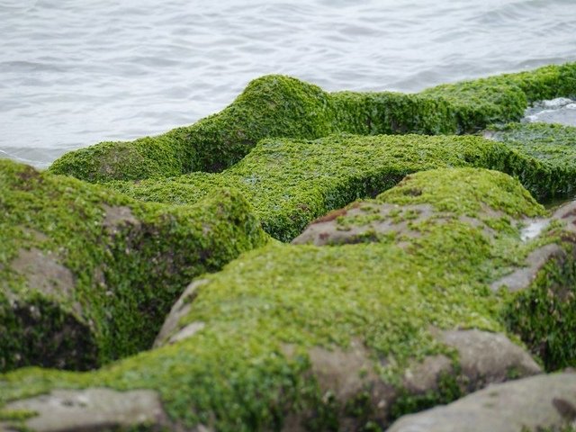 2018-06-23 15-43-03(001).jpg - 20180623_石門_老梅綠石槽