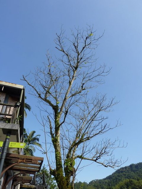 2019-02-03 13-44-12(001).jpg - 20190203_平溪_平溪老街