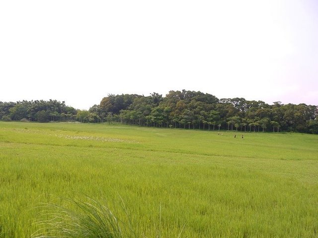 2017-05-06 14-31-57(001).jpg - 20170506_香山_青青草原