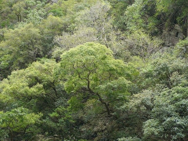 2018-07-05 11-04-51(001).jpg - 20180705_太魯閣國家公園_燕子口步道