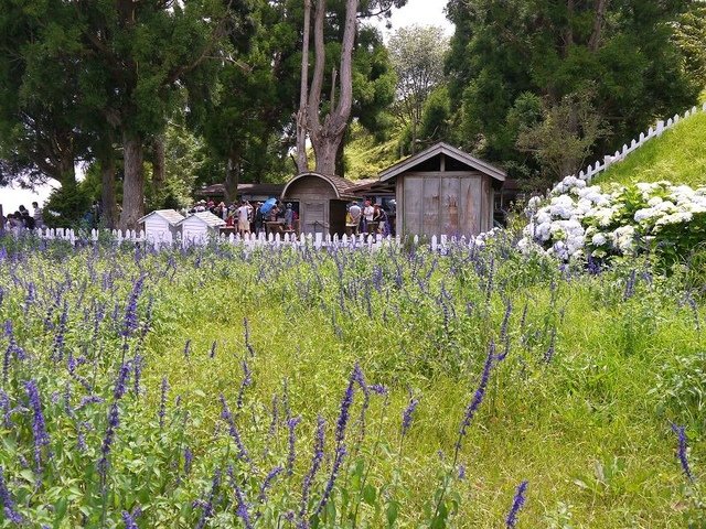 2017-06-24 13-29-49(001).jpg - 20170624_清境農場_青青草原