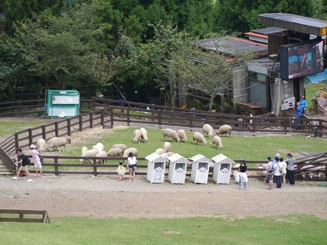 2017-06-24 13-34-09(001).jpg - 20170624_清境農場_青青草原