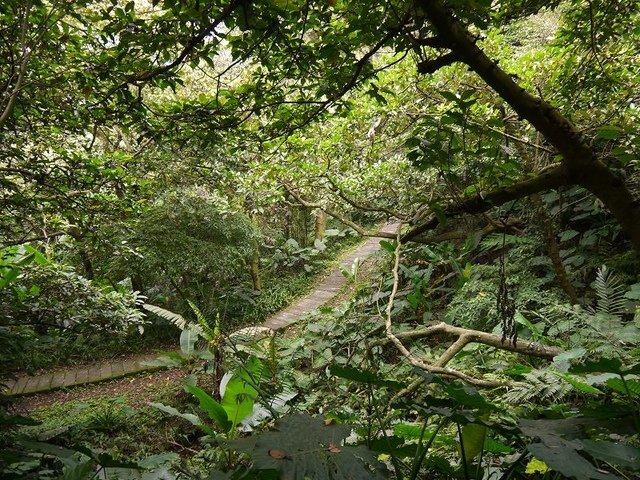 2018-05-05 11-46-17(001).jpg - 20180505_土城_文筆山賞桐花