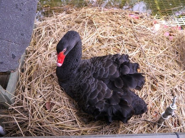 2018-01-27 10-33-53(001).jpg - 20180127_柳營_南元休閒農場1_鬱金香