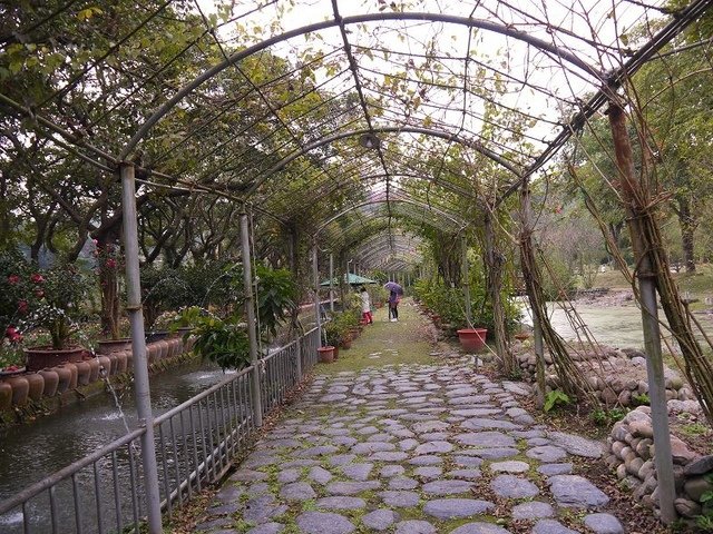 2018-01-27 10-34-51(001).jpg - 20180127_柳營_南元休閒農場1_鬱金香