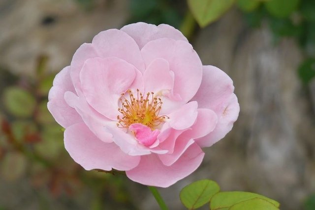 2017-05-27 14-45-37(001).jpg - 20170527_斗六_雅聞峇里海岸_花卉