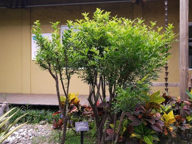 2017-05-27 14-12-05(001).jpg - 20170527_斗六_雅聞峇里海岸_花卉