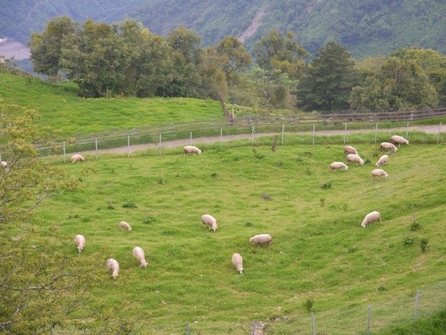 2017-06-24 15-48-48(001).jpg - 20170624_清境農場_觀山牧區