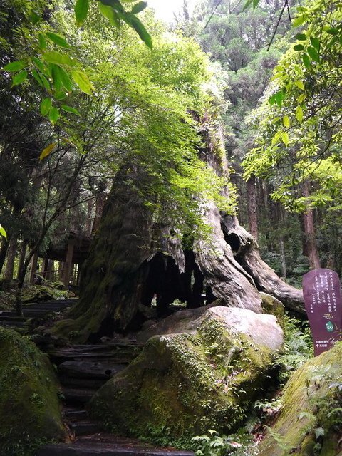 2017-05-26 13-17-38(001).jpg - 20170526_杉林溪_天眼步道