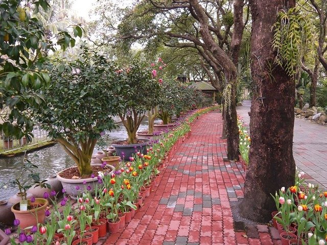 2018-01-27 10-46-02(001).jpg - 20180127_柳營_南元休閒農場1_鬱金香