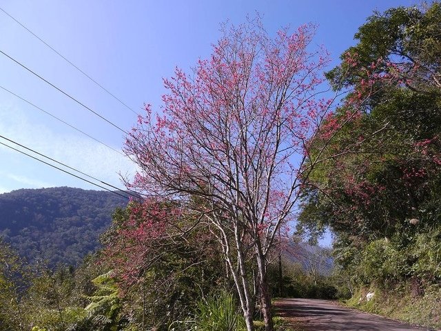 2018-02-15 10-05-11(001).jpg - 20180215_烏來_福山部落賞櫻花