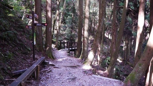 2019-11-22 13-38-52(001).jpg - 20191122_觀霧_檜山巨木步道_巨木區