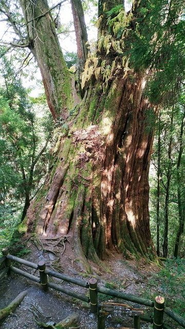 2019-11-22 13-45-17(001).jpg - 20191122_觀霧_檜山巨木步道_巨木區