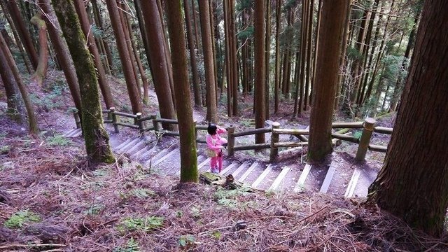 2019-11-22 13-52-22(001).jpg - 20191122_觀霧_檜山巨木步道_巨木區