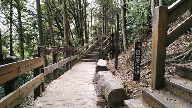 2019-11-22 14-09-03(001).jpg - 20191122_觀霧_檜山巨木步道_巨木區