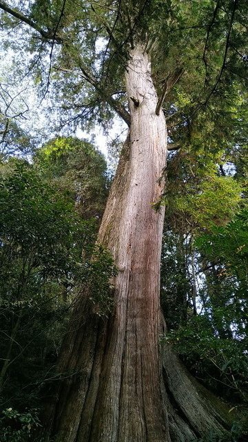 2019-11-22 14-12-38(001).jpg - 20191122_觀霧_檜山巨木步道_巨木區