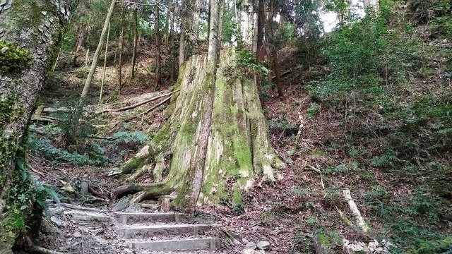 2019-11-22 14-24-37(001).jpg - 20191122_觀霧_檜山巨木步道_巨木區