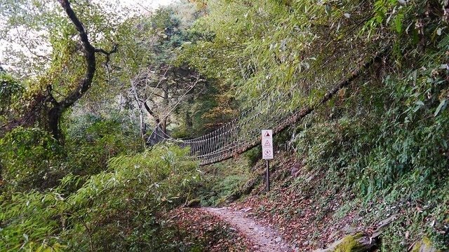 2019-11-22 15-33-28(001).jpg - 20191122_觀霧_檜山巨木步道_回程