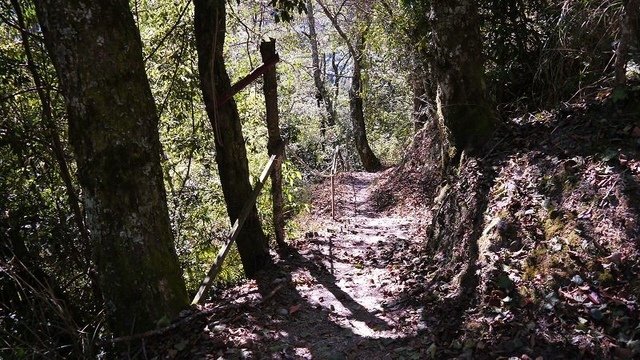 2019-11-23 09-27-28(001).jpg - 20191123_觀霧_榛山步道_大鹿林道西線