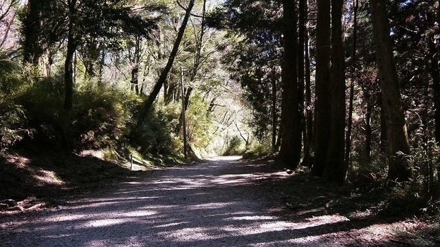 2019-11-23 09-30-33(001).jpg - 20191123_觀霧_榛山步道_大鹿林道西線