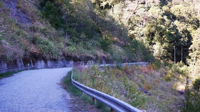 2019-11-23 14-09-48(001).jpg - 20191123_觀霧_榛山步道_大鹿林道西線