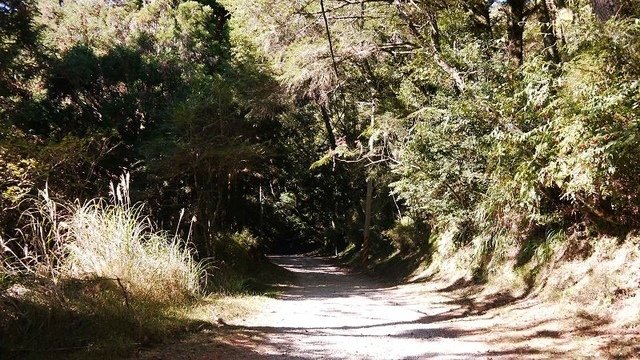 2019-11-23 09-28-52(001).jpg - 20191123_觀霧_榛山步道_大鹿林道西線