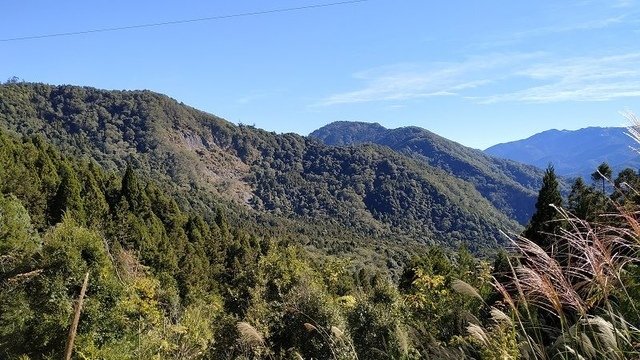 2019-11-23 09-34-36(001).jpg - 20191123_觀霧_榛山步道_大鹿林道西線