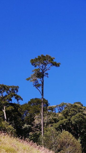 2019-11-23 09-35-04(001).jpg - 20191123_觀霧_榛山步道_大鹿林道西線