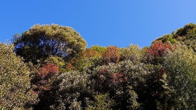 2019-11-23 09-41-50(001).jpg - 20191123_觀霧_榛山步道_大鹿林道西線