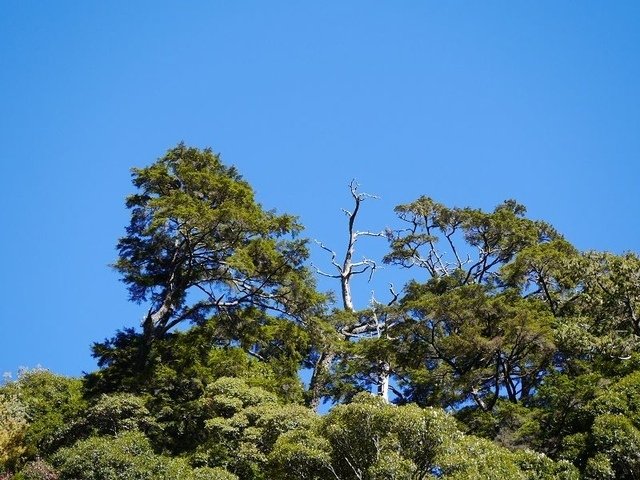 2019-11-23 09-47-21(001).jpg - 20191123_觀霧_榛山步道_大鹿林道西線