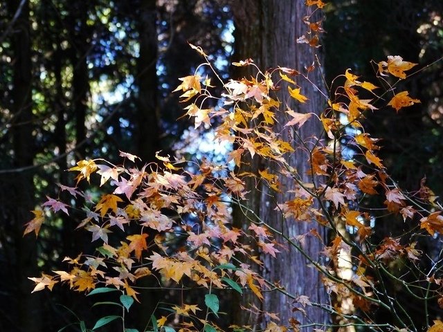 2019-11-23 13-52-02(001).jpg - 20191123_觀霧_榛山步道_大鹿林道西線