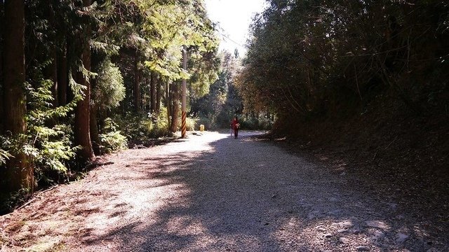 2019-11-23 13-59-15(001).jpg - 20191123_觀霧_榛山步道_大鹿林道西線