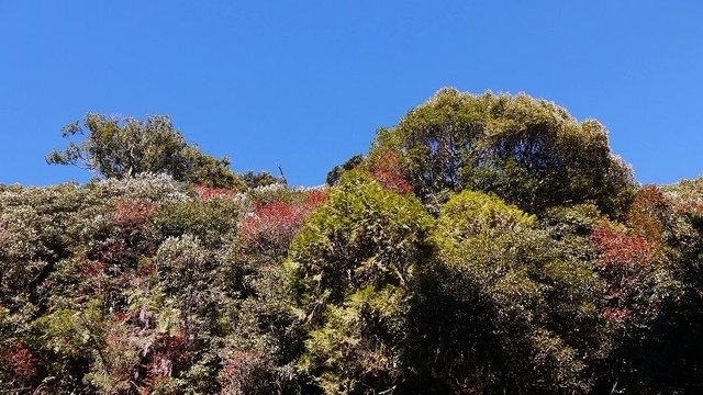 2019-11-23 13-59-58(001).jpg - 20191123_觀霧_榛山步道_大鹿林道西線