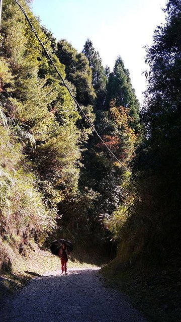 2019-11-23 14-03-04(001).jpg - 20191123_觀霧_榛山步道_大鹿林道西線