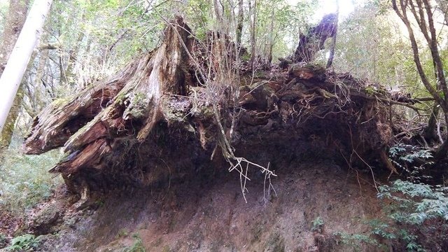 2019-11-23 14-04-14(001).jpg - 20191123_觀霧_榛山步道_大鹿林道西線