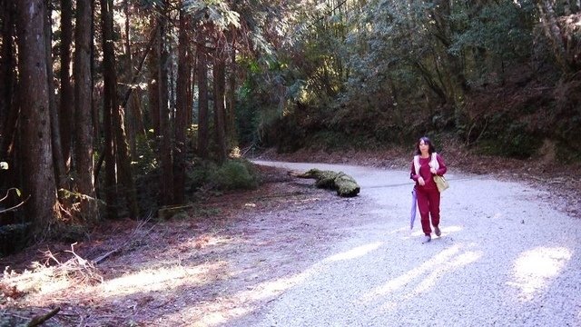 2019-11-23 14-06-44(001).jpg - 20191123_觀霧_榛山步道_大鹿林道西線