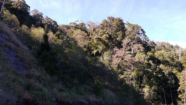 2019-11-23 14-09-54(001).jpg - 20191123_觀霧_榛山步道_大鹿林道西線