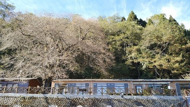 2019-11-23 14-24-17(001).jpg - 20191123_觀霧_榛山步道_大鹿林道西線