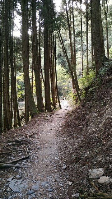 2019-11-22 14-26-29(001).jpg - 20191122_觀霧_檜山巨木步道_回程