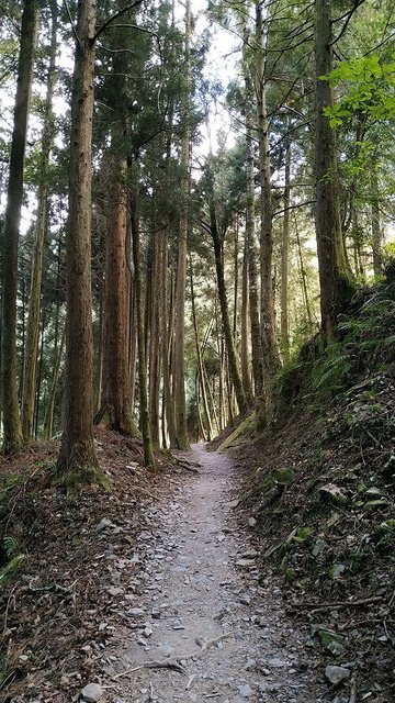 2019-11-22 14-29-03(001).jpg - 20191122_觀霧_檜山巨木步道_回程