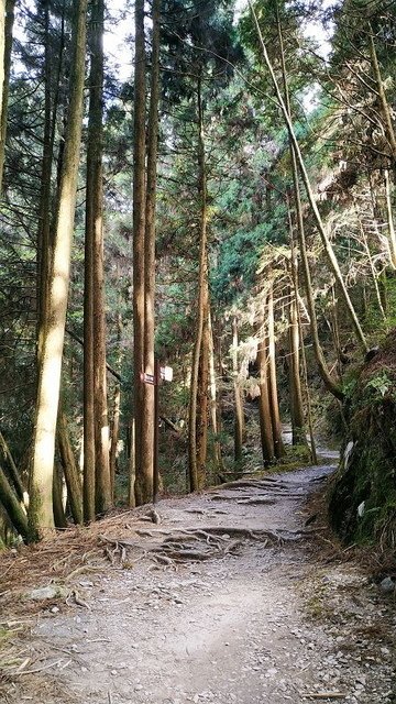 2019-11-22 14-39-00(001).jpg - 20191122_觀霧_檜山巨木步道_回程